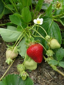 Φυτό Φράουλας
