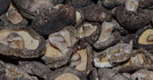 manitaria lentinoula