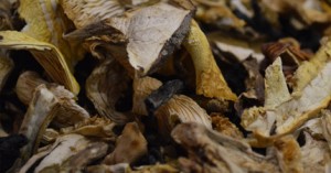 manitaria poikilia dasous